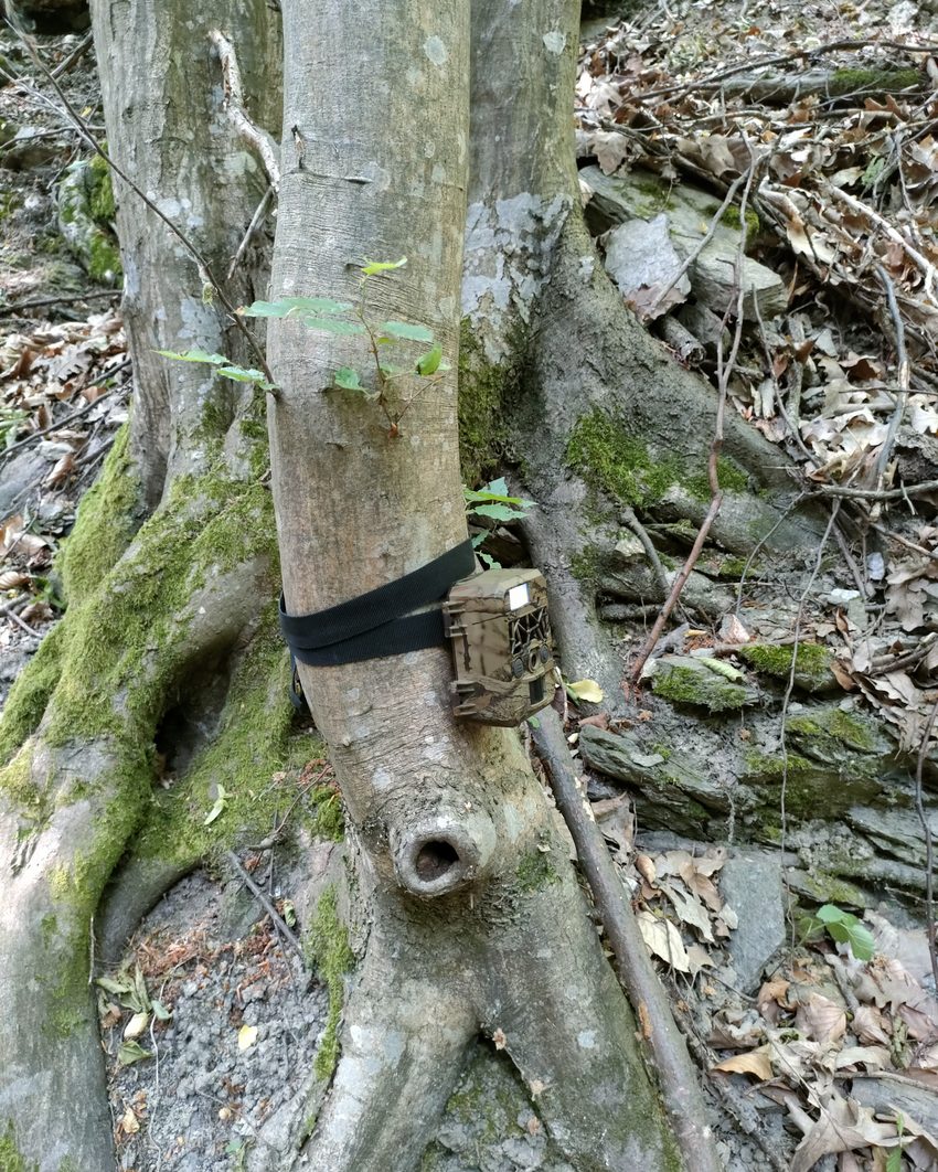 Camera trap mounted on a tree for mammal monitoring