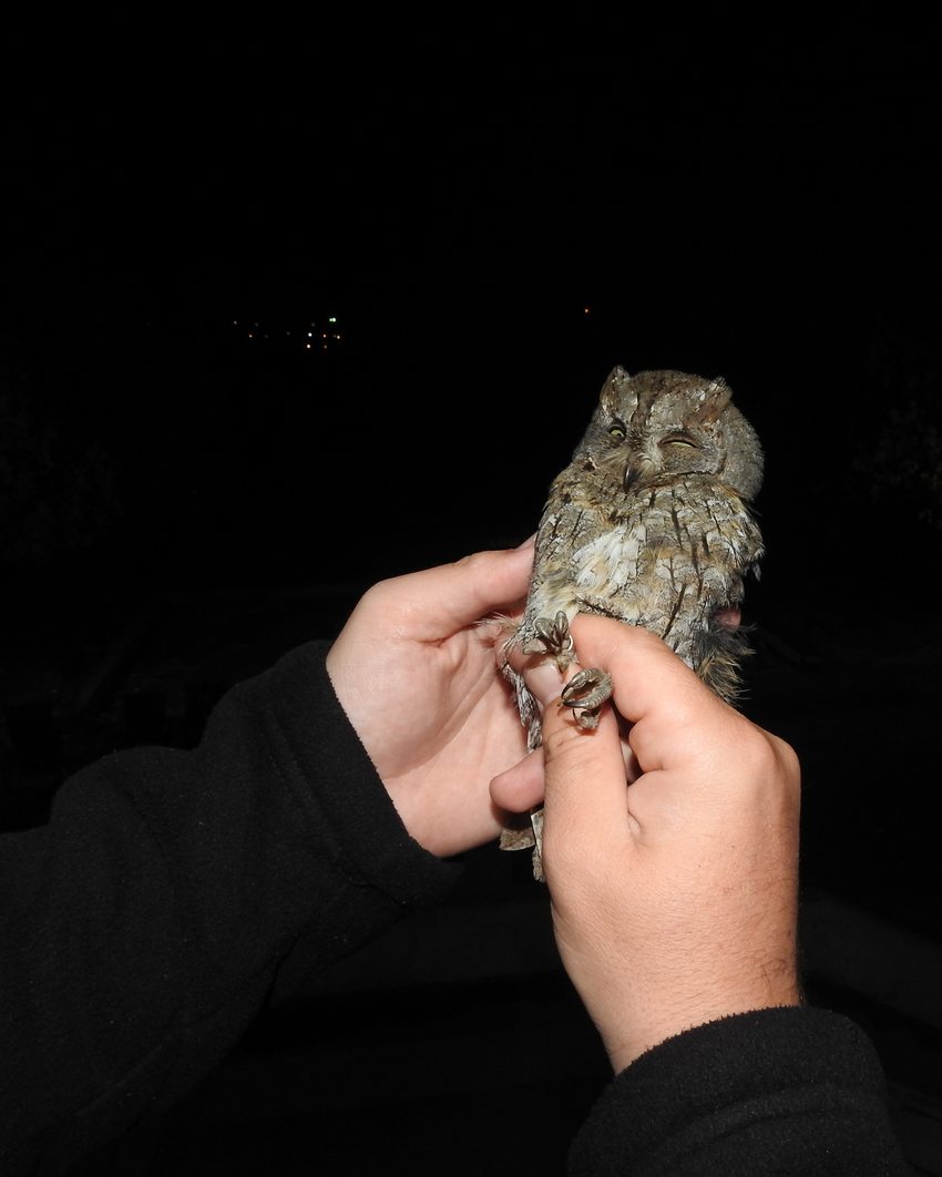 Ciuș (Otus scops) în timpul inelării nocturne