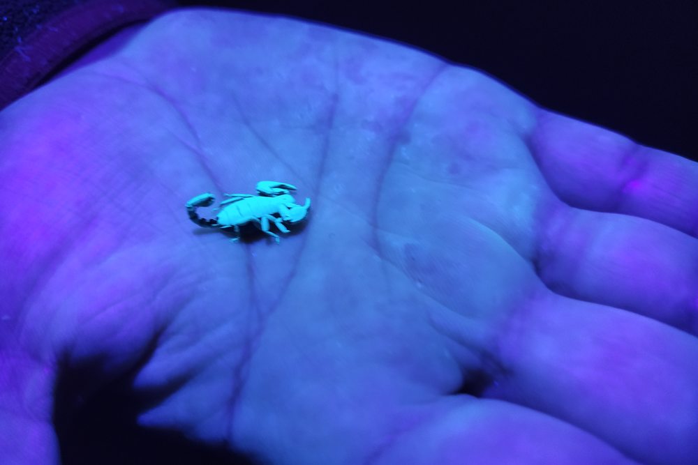 Scorpion fluorescing under UV light during a nocturnal invertebrate survey