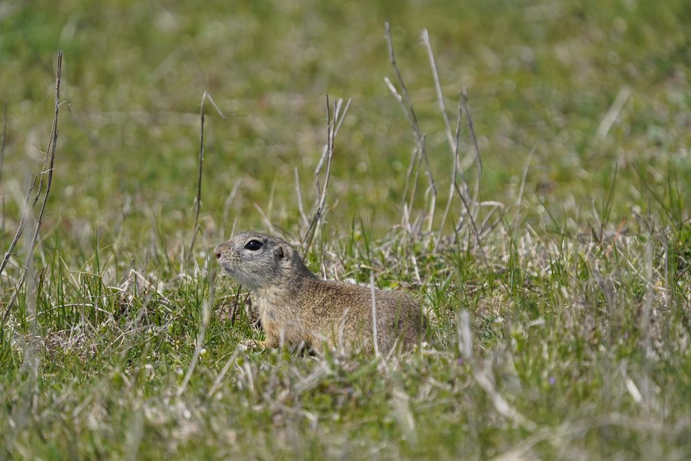 European ground squirrel (souslik), a protected steppe species